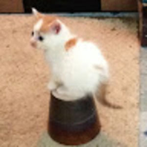 Meet your Posher, Katie